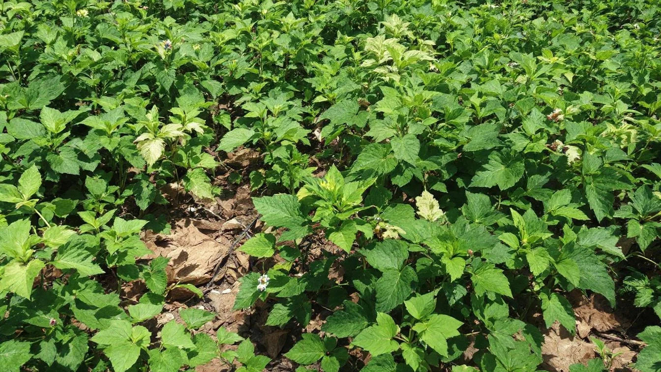 Tajemství ranní energie: Proč krátká procházka v březnovém vzduchu funguje lépe než dvojité espresso